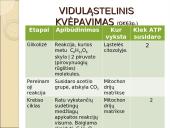 Viduląstelinis kvėpavimas  12 puslapis