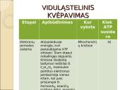 Viduląstelinis kvėpavimas  13 puslapis