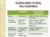 Viduląstelinis kvėpavimas  14 puslapis