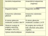 Viduląstelinis kvėpavimas  15 puslapis