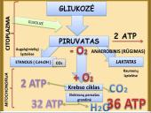 Viduląstelinis kvėpavimas  16 puslapis