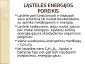 Viduląstelinis kvėpavimas  3 puslapis