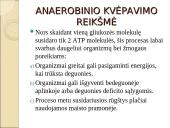 Viduląstelinis kvėpavimas  6 puslapis