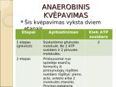 Viduląstelinis kvėpavimas  7 puslapis