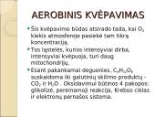 Viduląstelinis kvėpavimas  8 puslapis