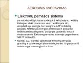 Viduląstelinis kvėpavimas  10 puslapis