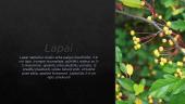 Zygboldo obelis 4 puslapis