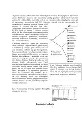 Vaisinės muselės (Drosophila melanogaster) mobilieji elementai 3 puslapis
