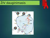 ŽIV ir AIDS liga 4 puslapis