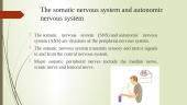Nervous system 5 puslapis