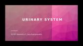 Urine system