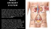 Urine system 3 puslapis