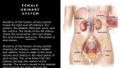 Urine system 4 puslapis