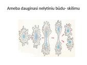 Nelytinis ir lytinis organizmų dauginimasis  14 puslapis