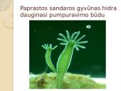 Nelytinis ir lytinis organizmų dauginimasis  15 puslapis