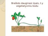 Nelytinis ir lytinis organizmų dauginimasis  16 puslapis
