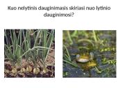 Nelytinis ir lytinis organizmų dauginimasis  18 puslapis
