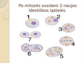 Nelytinis ir lytinis organizmų dauginimasis  10 puslapis