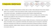 Mejozė ir mejozės dalijimasis 7 puslapis