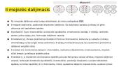 Mejozė ir mejozės dalijimasis 8 puslapis