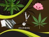 Narkotikai, narkotikų rūšys ir narkomanija 7 puslapis