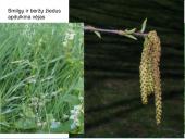 Viskas apie vėją 17 puslapis