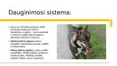 Pasirinkto gyvūno aprašymas: šuo 15 puslapis