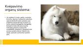 Pasirinkto gyvūno aprašymas: šuo 7 puslapis