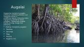 Mangrovės ekosistema 3 puslapis