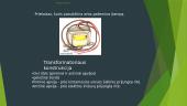 Fizika - elektromagnetinė indukcija 6 puslapis
