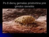 Unikali gyvybės vystymosi istorija 11 puslapis