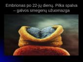 Unikali gyvybės vystymosi istorija 12 puslapis