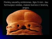 Unikali gyvybės vystymosi istorija 16 puslapis