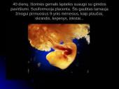 Unikali gyvybės vystymosi istorija 17 puslapis