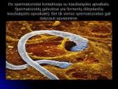 Unikali gyvybės vystymosi istorija 7 puslapis