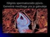 Unikali gyvybės vystymosi istorija 9 puslapis