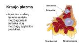 Kraujo sudėtis ir kraujo ląstelės 4 puslapis