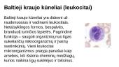 Kraujo sudėtis ir kraujo ląstelės 7 puslapis