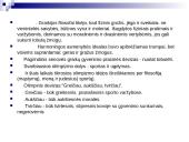 Olimpizmas ir Antikos sportas 3 puslapis