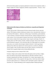 Optinių ir elektroninių mikroskopų pritaikymas 8 puslapis