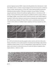 Optinių ir elektroninių mikroskopų pritaikymas 9 puslapis
