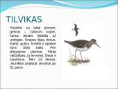 Skirtingi paukščiai 2 puslapis