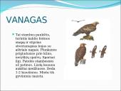 Skirtingi paukščiai 11 puslapis