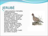 Skirtingi paukščiai 13 puslapis