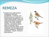 Skirtingi paukščiai 14 puslapis