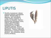 Skirtingi paukščiai 15 puslapis