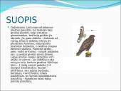 Skirtingi paukščiai 17 puslapis