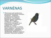 Skirtingi paukščiai 18 puslapis