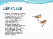 Skirtingi paukščiai 19 puslapis