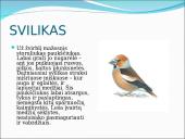 Skirtingi paukščiai 20 puslapis